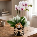 Orquídea Elegância Premium Com Chocolate