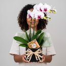 Orquídea Elegância Premium Com Chocolate