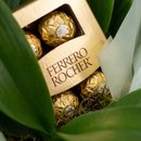 Orquídea Elegância Premium Com Chocolate