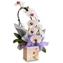 Orquídea Branca dos Sonhos