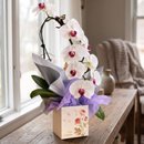 Orquídea Branca dos Sonhos