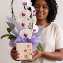 Orquídea Branca dos Sonhos