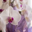 Orquídea Branca dos Sonhos