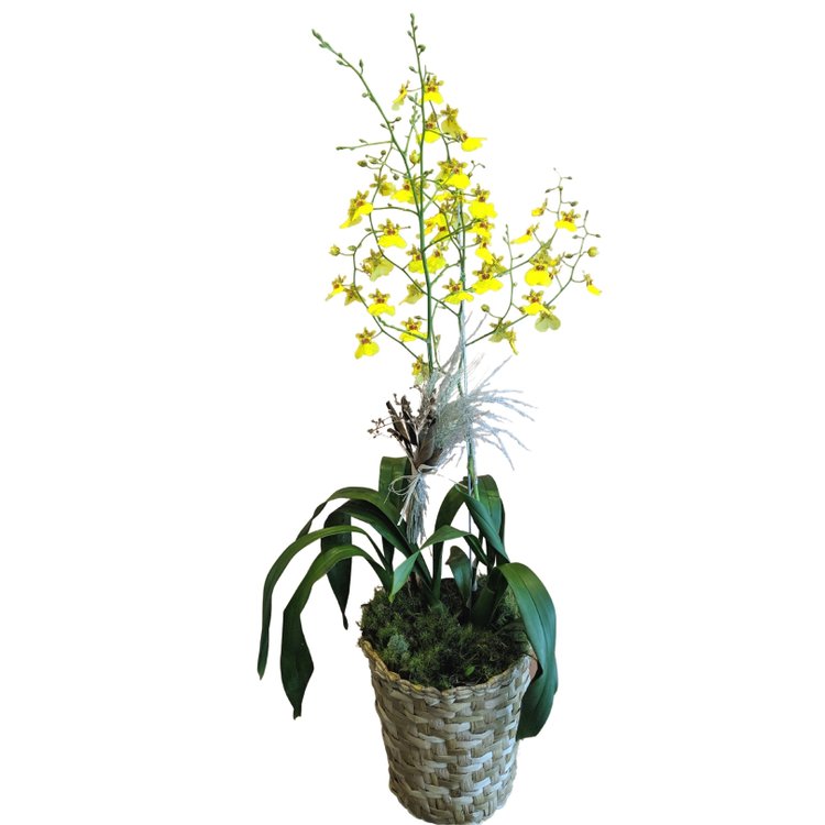 Orquídea Oncidium chuva de ouro  com cachepô