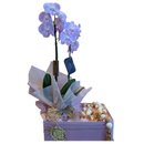 Flower box orquídea acompanha terço esculpido a mão.