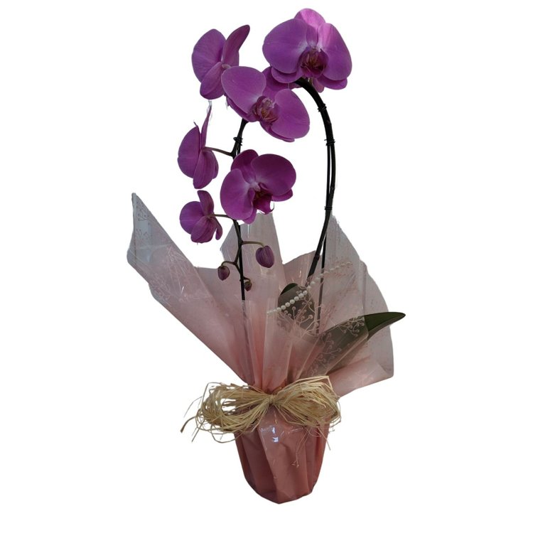 Orquídea Cascata Decorada