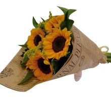 Noticias de Girassóis