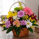 Cesta Primavera