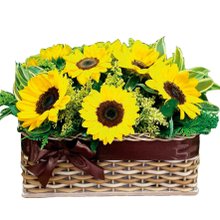  jardim de Girassóis