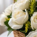 24 Rosa Brancas