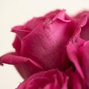 Vasos Pink