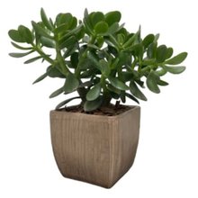 Vaso Bojudo M com Jade (Crassula Ovata)