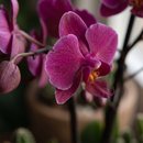Arca Aço, Orquídea, Mini Coração 