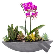 Canoa Grafite Mini Orquídea, Cactos e Suculentas