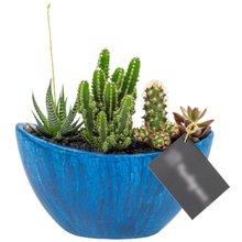 Arca Azul Cactos e Suculentas