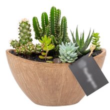 Arca Aço Corten Cactos e Suculentas