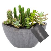 Arca Grafite Cactos e Suculentas