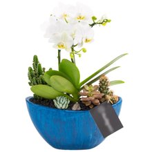 Arca Azul Mini Orquídea, Cactos e Suculentas