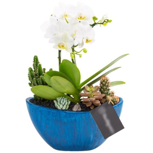 Arca Azul Mini Orquídea, Cactos e Suculentas