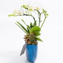 Arca Azul Mini Orquídea, Cactos e Suculentas