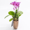 Arca Mini Orquídea, Cactos e Suculentas