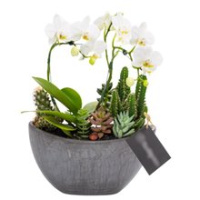 Arca Grafite Mini Orquídea, Cactos e Suculentas