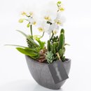 Arca Mini Orquídea, Cactos e Suculentas