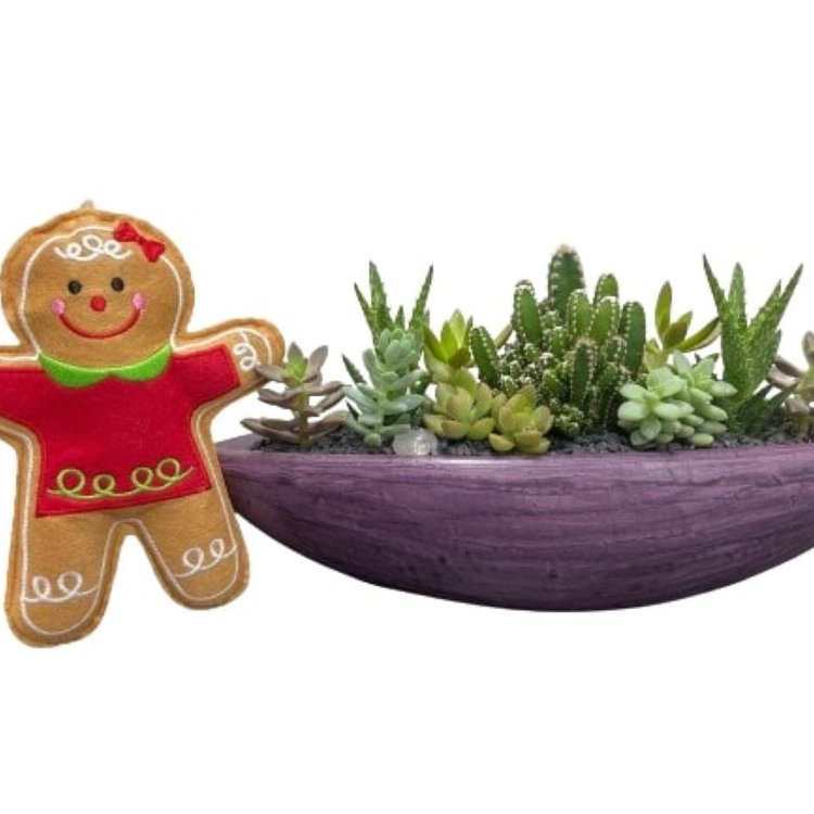 Canoa Grafite Mini Orquídea Cacto Suculenta Tema Natal