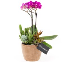 Copo Aço Corten Mini Orquidea, cactos e Suculentas