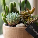 Copo Aço Corten Mini Orquidea, cactos e Suculentas