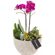 Arca Gelo Mini Orquídea, Cactos e Suculentas