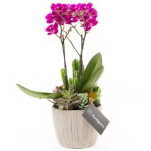 Copo Gelo Mini Orquidea, cactos e Suculentas