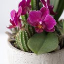 Copo Gelo Mini Orquidea, cactos e Suculentas
