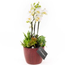 Copo Bordô Mini Orquidea, cactos e Suculentas