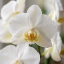 Copo Bordô Mini Orquidea, cactos e Suculentas