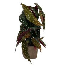 Cachepot Quadrado com Begônia 