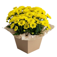 Mini Margaridinha Amarela