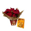 Flor de Natal com Panettone Bauducco