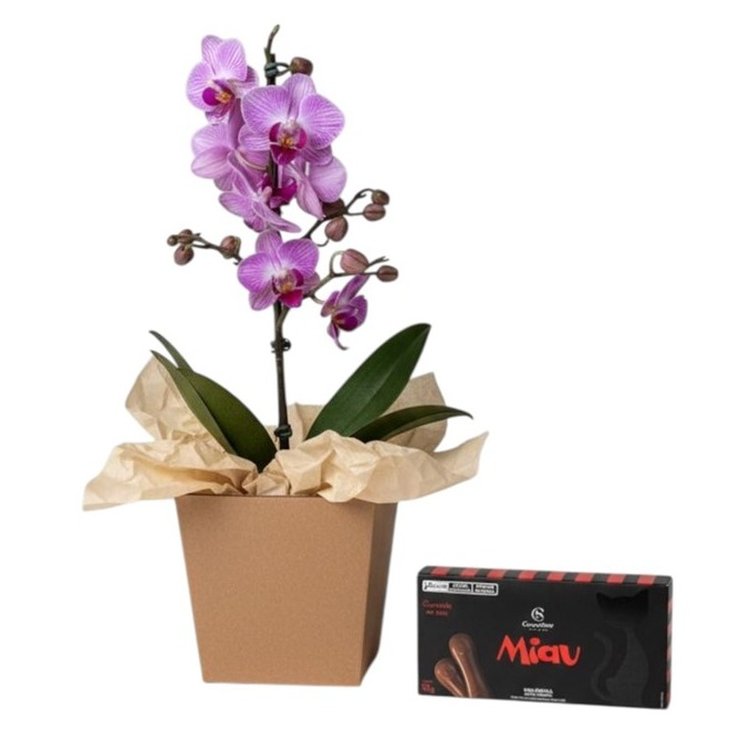 Mini Orquídea Lilás com Chocolate Língua de Gato Miau