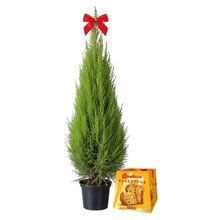 Pinheiro de Natal com Panettone Bauducco