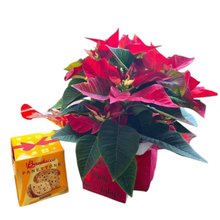 Flor do Natal com Panettone Bauducco