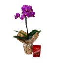 Mini Orquídea Pink com Lindt