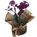 ORQUÍDEA BOX COM FERREIRO ROCHER