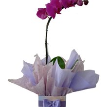 Orquídea Phalaenopsis Pink