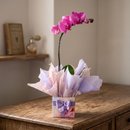 Orquídea Phalaenopsis Pink