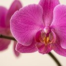 Orquídea Phalaenopsis Pink