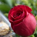 Rosa Solitária e Bombons