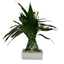 Bambu Da Sorte Pirâmide