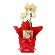 Orquídea com Chocolate Ferrero Rocher