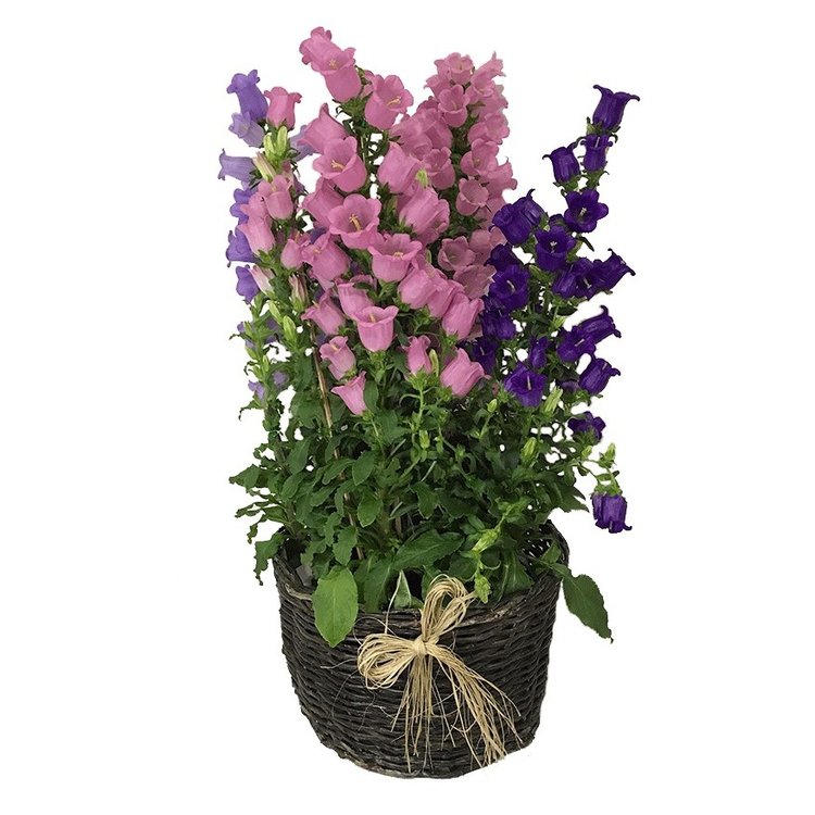 Cesta com Campanulas